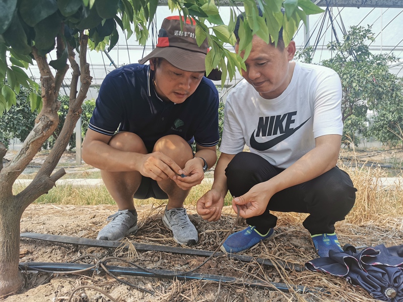 扶貧結對子 柑橘滿園紅 ——浙農控股集團精準幫扶龍游縣柑橘產業發展紀實